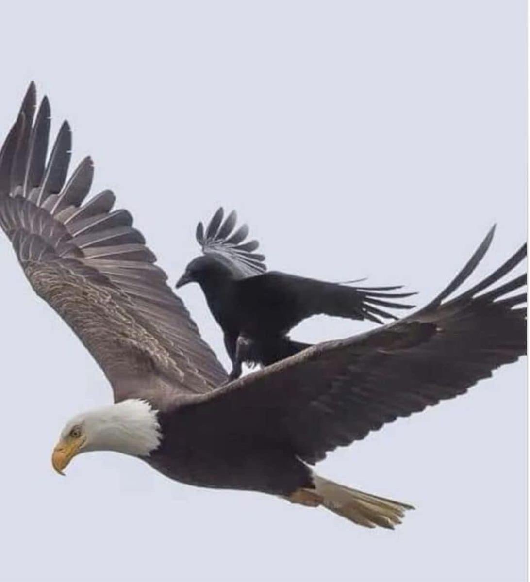 CaliforniaFrizz's tweet photo. The only bird that dares to peck an eagle is the crow. The crow sits on the eagles back and bites it’s neck. 

The eagle does not attempt to shake it off or fight it. It doesn’t spend its time or energy on the small nuisance. Instead, it just opens its wings and begins to rise higher into the sky. 

The higher the flight the harder it is for the crow to breathe and to hold on, until it eventually falls off due to lack of oxygen. 

Learn from the eagle and don’t spend your time fighting crows. Just keep ascending, they may be along for the ride in the beginning but they’ll soon fall off. 

Do not allow yourself to succumb to these petty distractions. Keep your focus on the things above and keep rising.