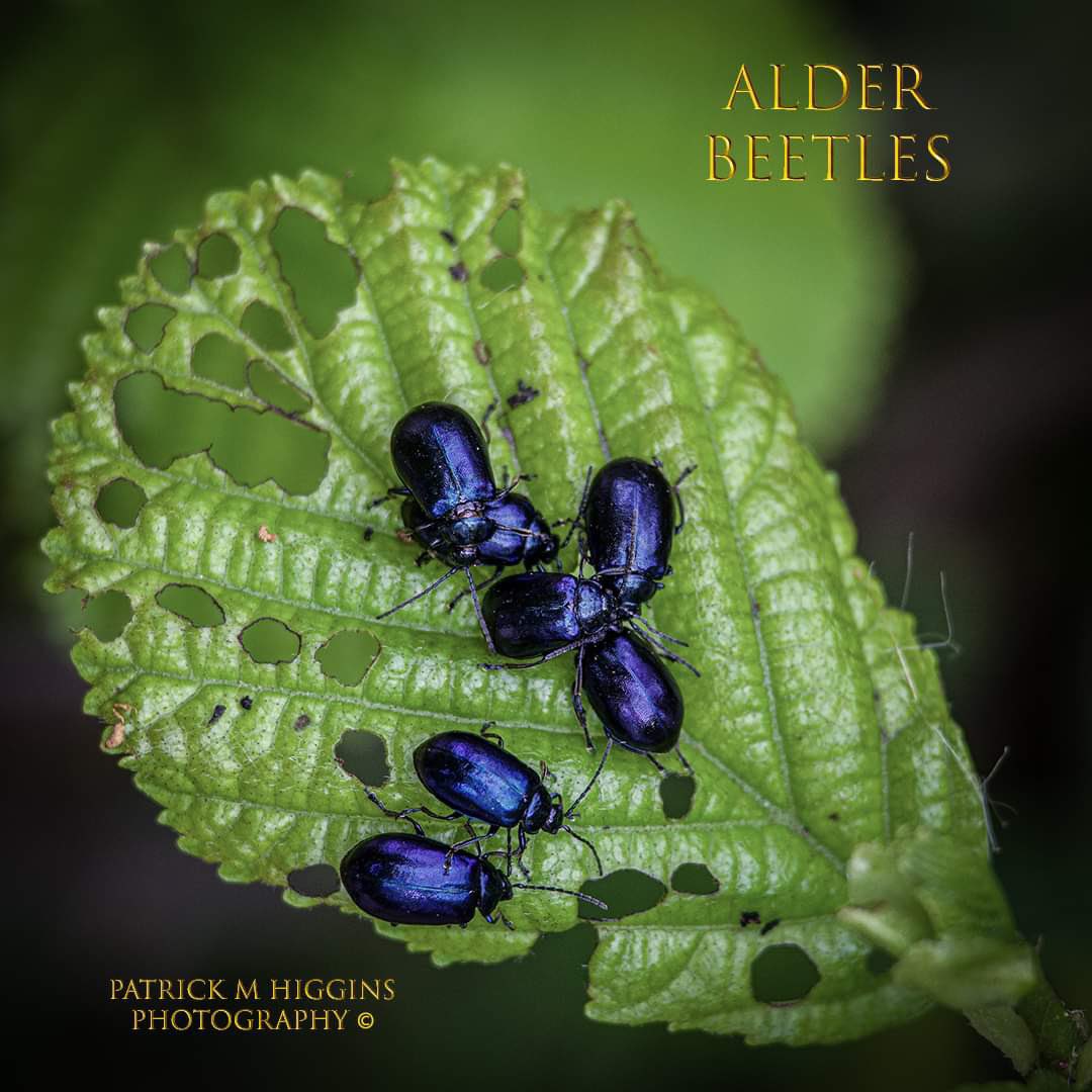 Alder Beetles. @patrickmhiggins #alderbeetle #insect #insects #beetle #alder #leaf #nature #naturephotography #closeupphotography #macrophotography #feeding #inplainsight #wildlifephotography