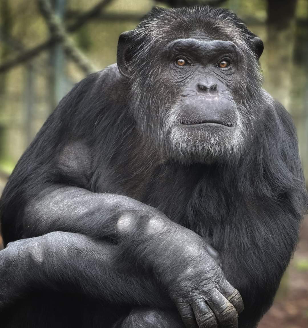 Bili can't believe his eyes 👀 .... He can see something big & yellow in the sky 🌞 ABOUT TIME 🤣🐵😍 We're open at 10.30, why not bring some fruit with you as a donation, it really does help us ❤️🍌🍉🫐🥥🍊🍎🍐🍌🤗