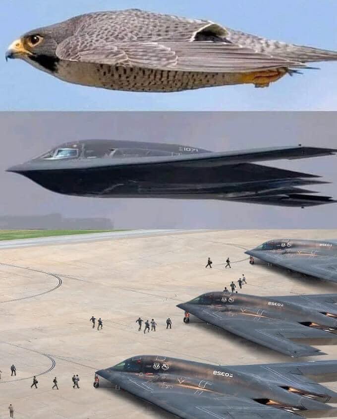 B-2 Spirit gizli bombacısının bir kuşa benzediği bildirildi, özellikle de yarasa gibi bazı kuş türlerine benzeyen uçan kanat tasarımı. B-2'nin tasarımı doğal dünyadan etkilendi ve gizlenme, aerodinamik verimlilik ve radar izi azaltılması için optimize edildi.