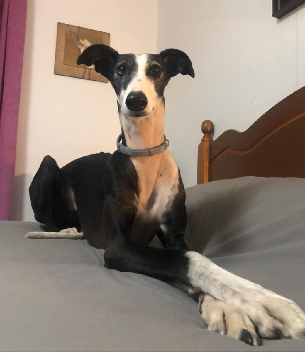 artexix's tweet photo. @acuervomont Mira, @acuervomont , esta es mi galga, una urraca que se llama doña Urraca y también ladra 😂🖤 https://t.co/hpzJP1ZWDJ