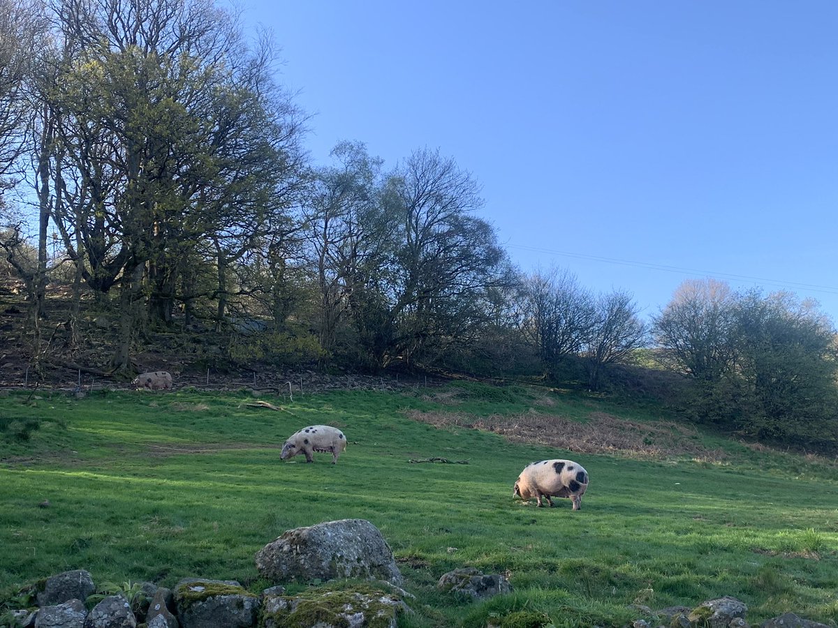 martharoberts's tweet photo. Been a long time coming
#Spring #FreeRangePigs 🐽 https://t.co/vEVI0HyqnD