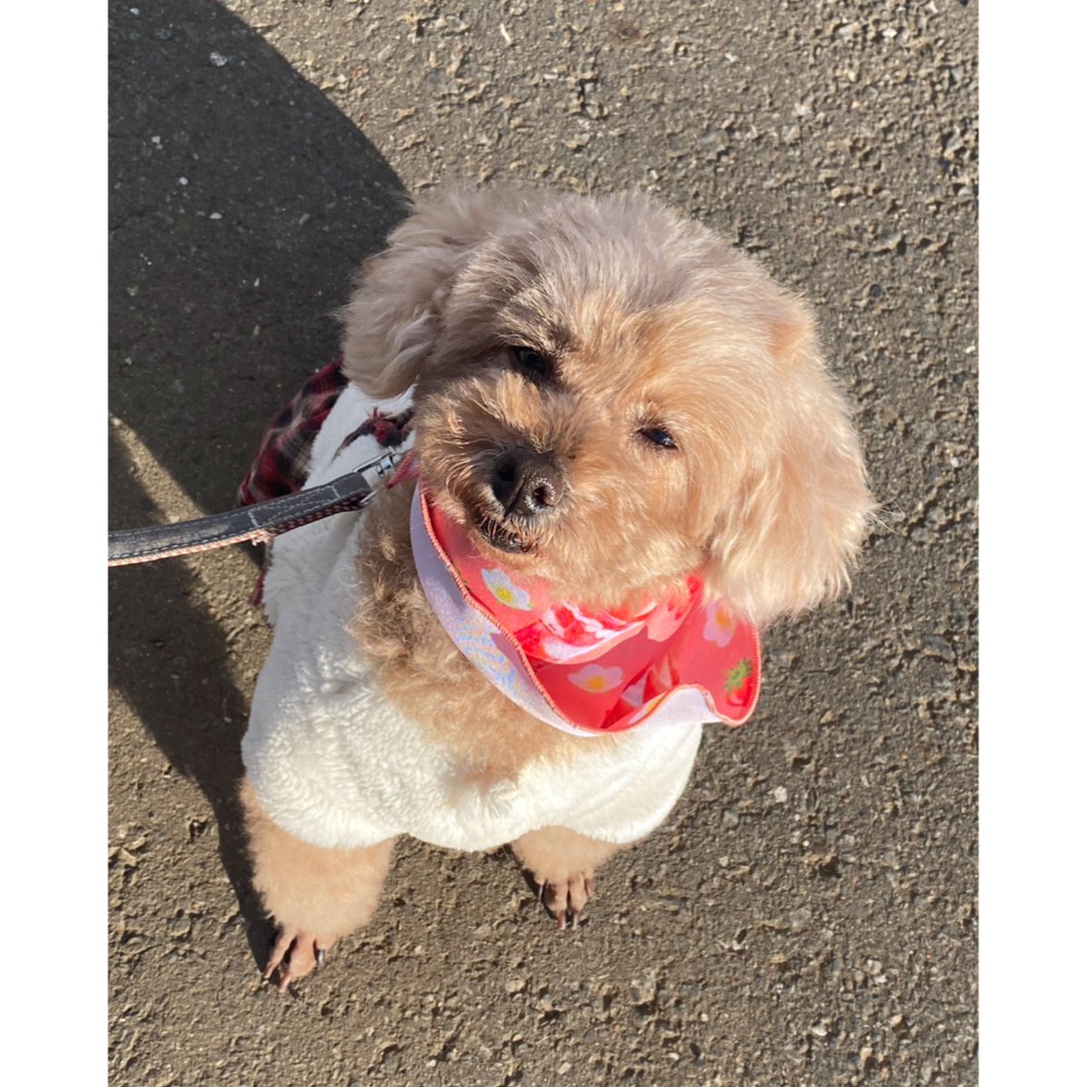 hima__ppyn25's tweet photo. ✨犬垢更新✨

パピヨン♀ひまり🐶
プードル︎︎ ♀ビリー🐩
2匹とも専門時代に出会いました😉

その他に猫3匹🐈飼っています✨ 
たまに出現するので見てね🕺

最近はメダカ育成に奮闘中です𓆟

気軽にリプやフォローお願いします🐾

#犬好きさんと繋がりたい
#papillon #poodle https://t.co/nwiJ7nJl3j