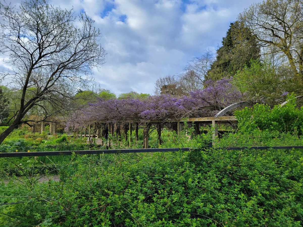 #PeckhamRyePark #Wisteria coming in early. #LondonPark #Flora #Sexby #Garden #Park #London #Nature