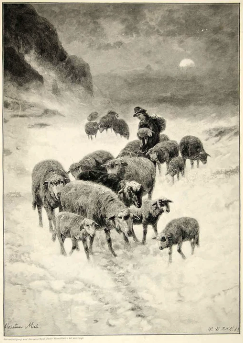 Good morning. Sheep in the snow. Surprised by the Snowstorm by C. Mali.