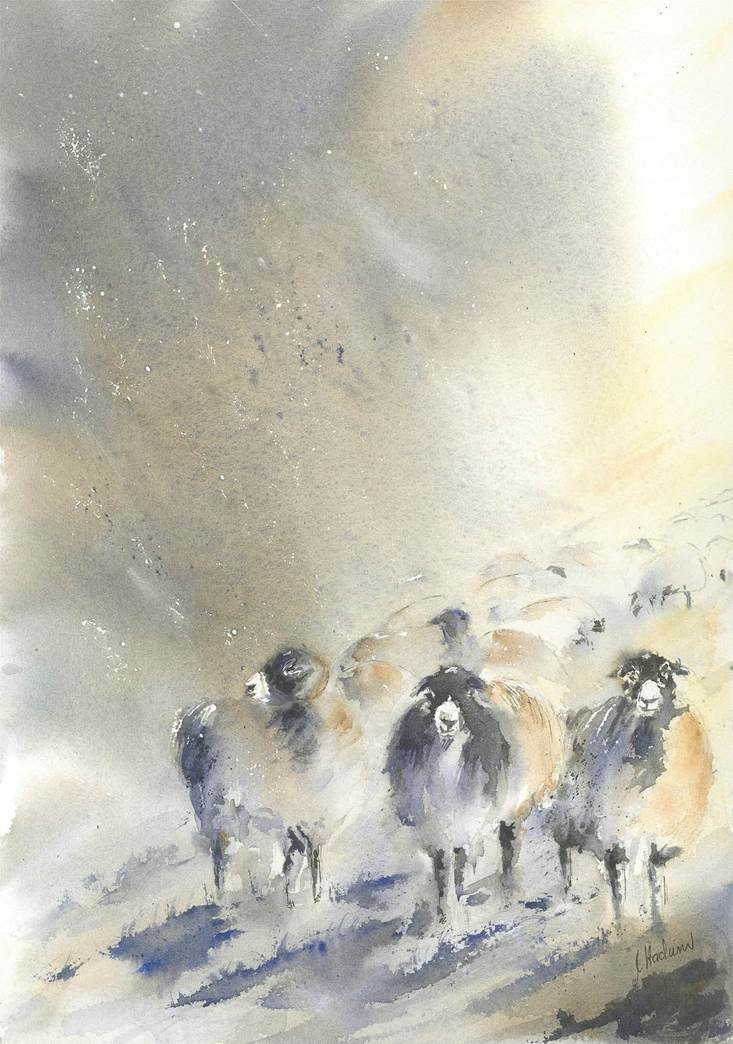 Good morning. Sheep in the snow. Snow storm by Jackie Hadwin