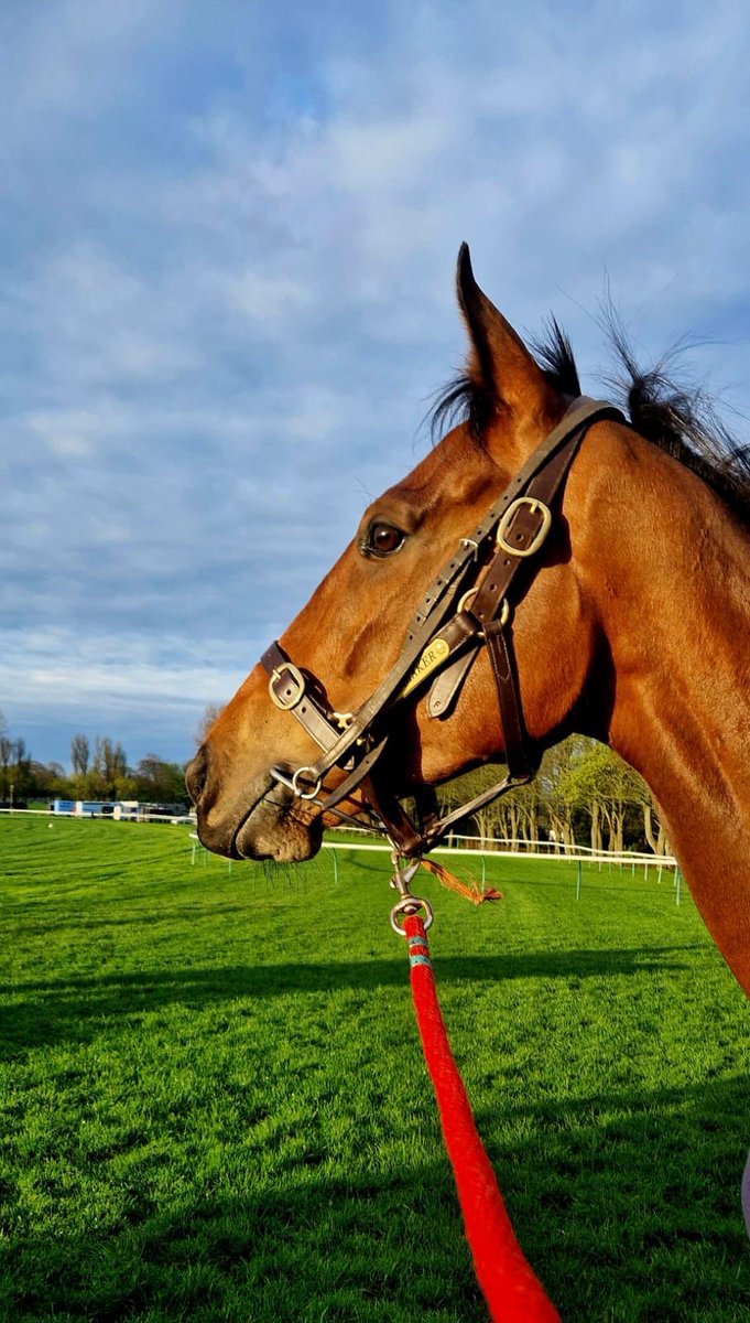 iddypryce's tweet image. Appear to own the favourite for the Scottish Grand National. 🤯 #welovethegit