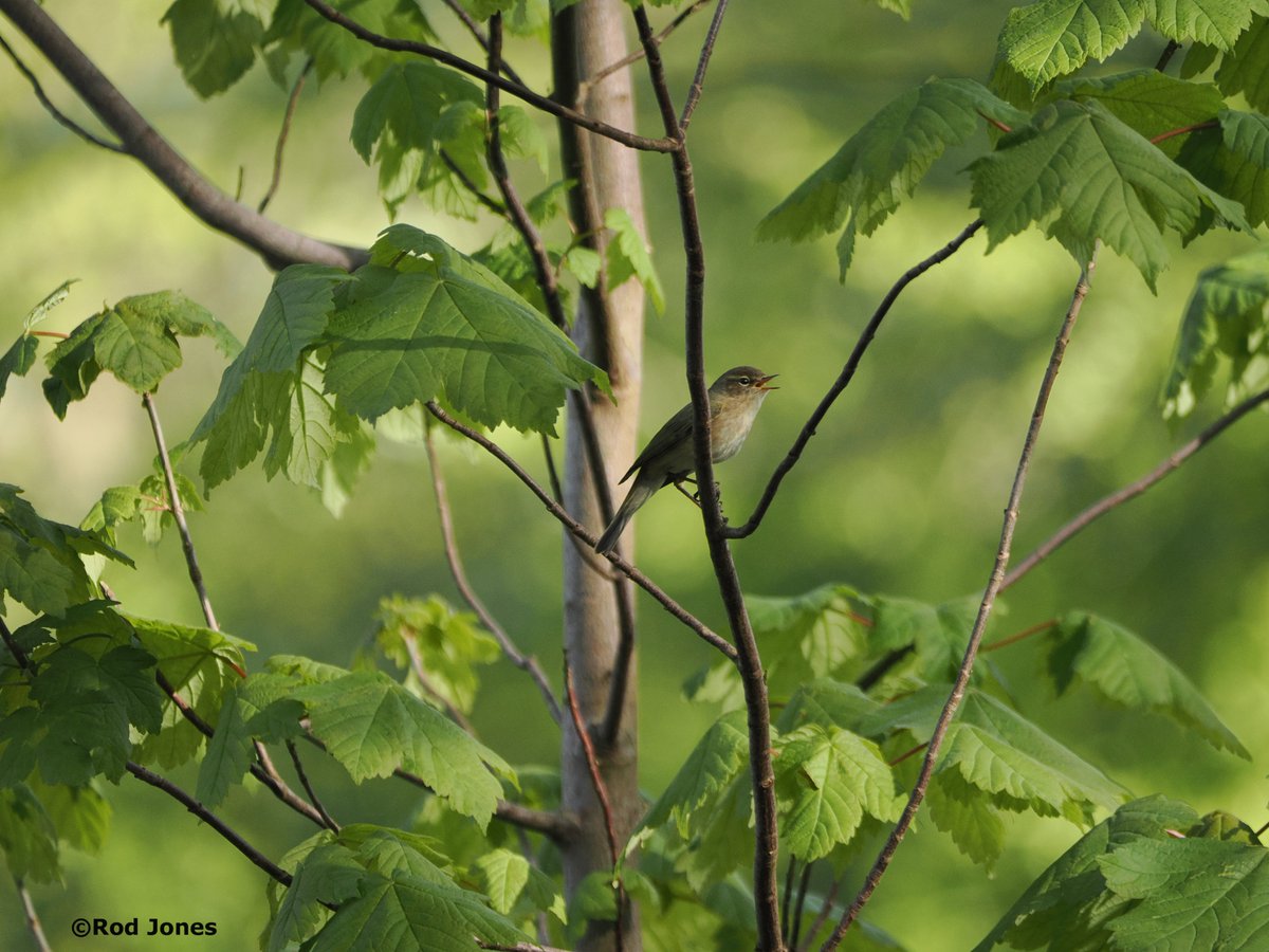 Spring leaves and a singing chiffchaff at Cromwell Bottom. #ThePhotoHour #TwitterNatureCommunity #wildlife #NaturePhotography #BirdsOfTwitter