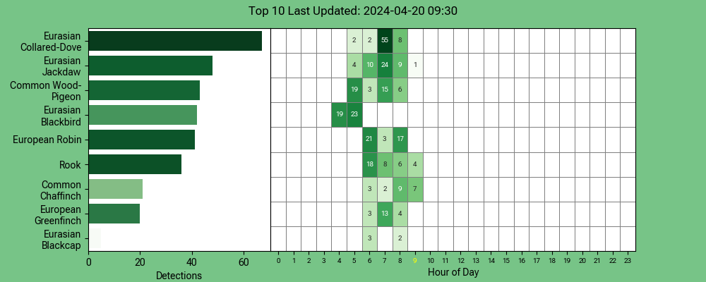 #BirdNETpi @Raspberry_Pi - #Blackbird leading the #dawnchorus this morning
app.birdweather.com 
@ManxBirdLife @manxnature @BTO_GBW @Natures_Voice @BiosphereIOM #wildlife #isleofman #ManxNature #TeamWilder