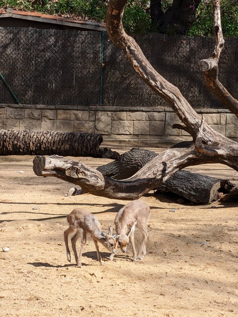 😊 La família de gaseles dorcas del Zoo té 4 membres més! Des del gener passat han nascut 3 mascles i 1 femella d’aquesta espècie de gasela petita i elegant en situació vulnerable a la natura. 🌍 Continuem la feina amb la Estación experimental de zonas áridas del @CSIC i…