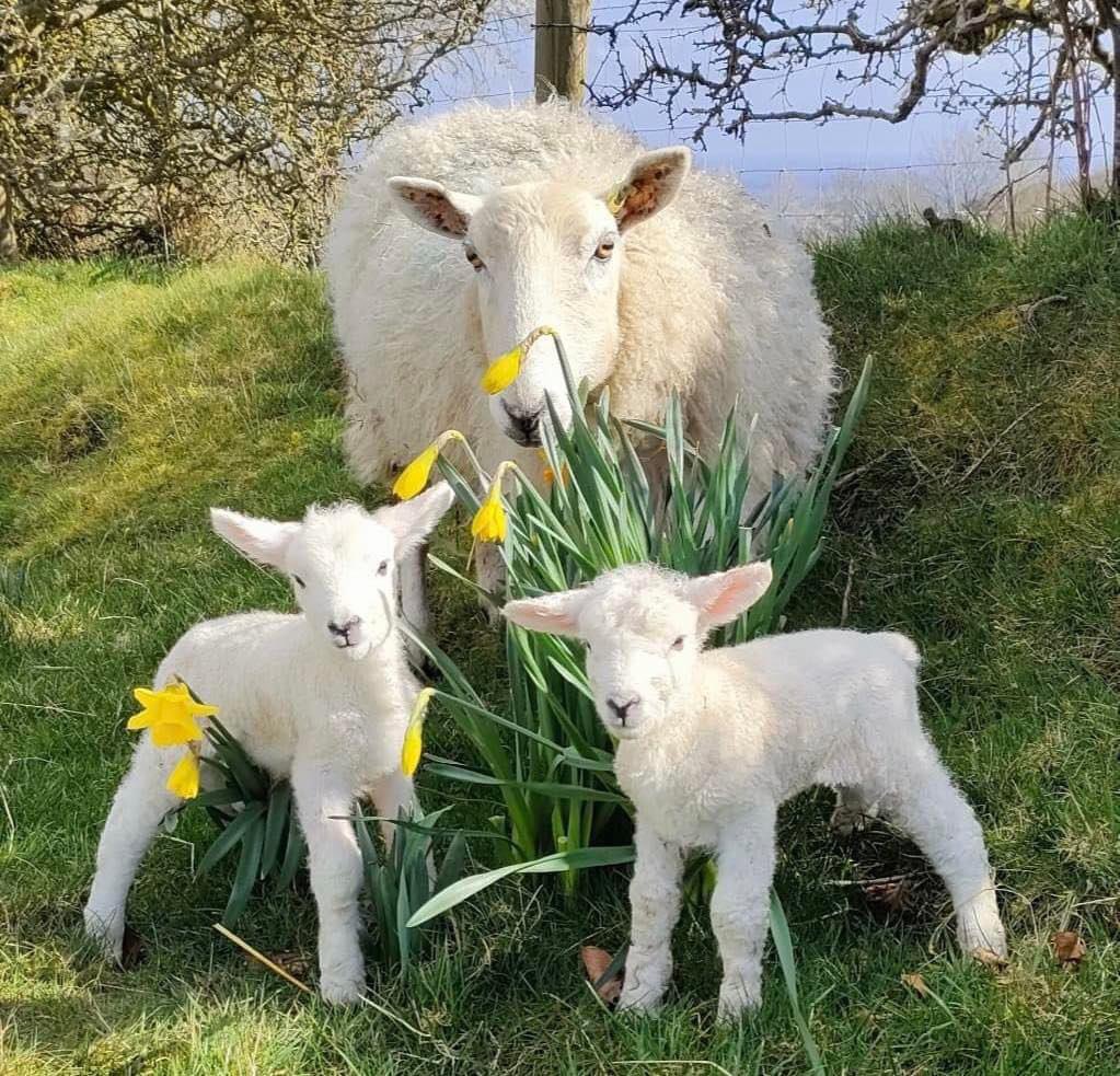 A spring family photoshoot on the farm 😂☀️🐑 📸 Tracey Evans