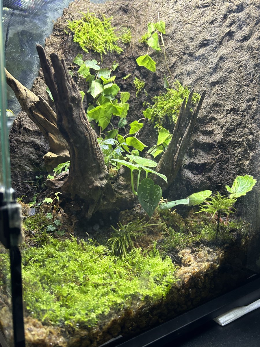 AsahiPython's tweet image. いい感じ。住人は引きこもり中w

#ヤドクガエル　#ぱるだりうむ