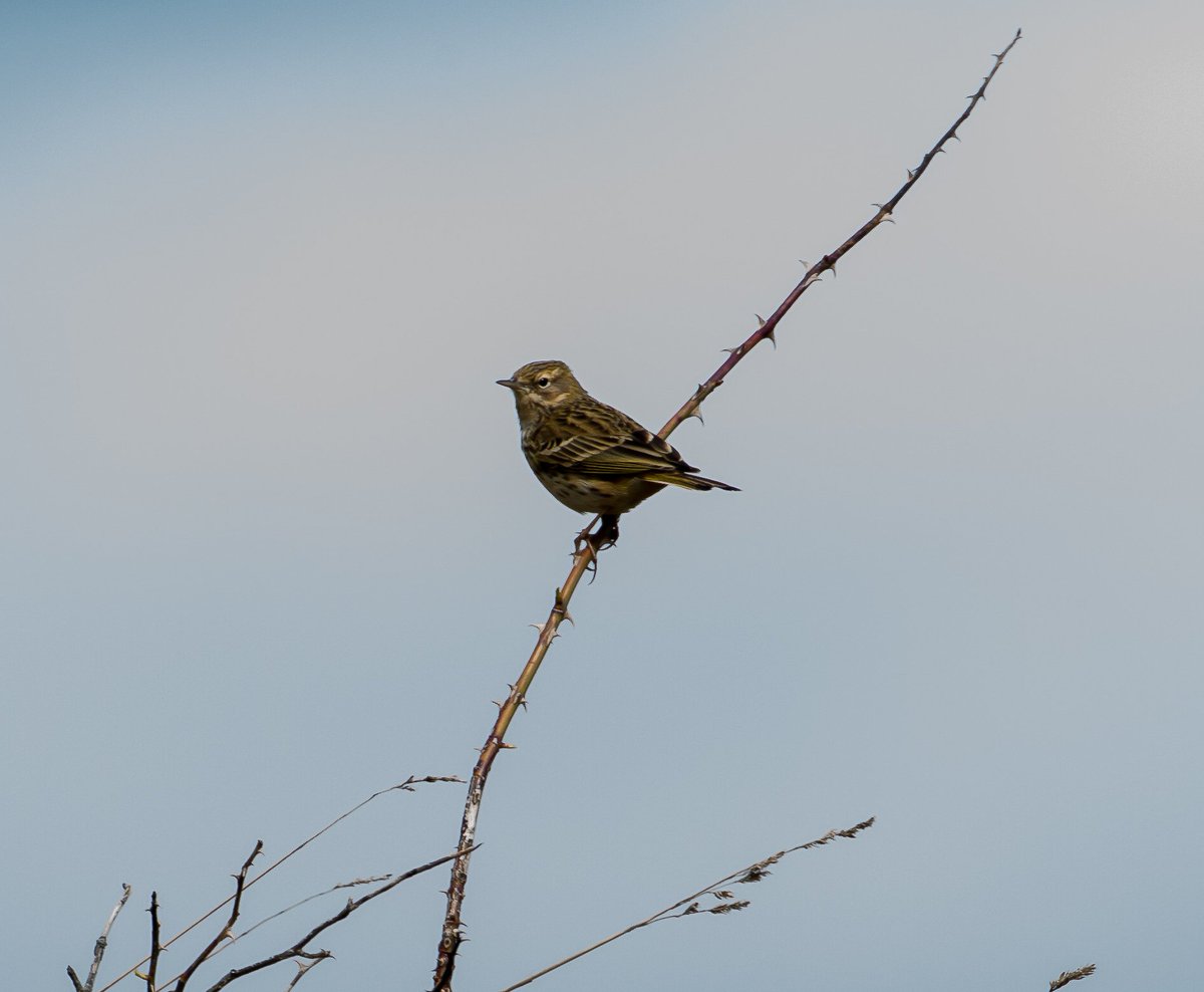 RonFirby's tweet photo. @teesbirds1 ID for this little Bird please. https://t.co/og24ML75JE