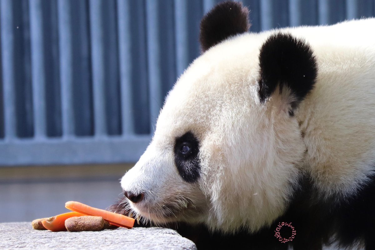 今日も一日お疲れ様🐼

明日も素敵な一日になりますように

#また明日ね
#タンタン
#王子動物園
#爽爽
#一日一旦旦
#ありがとうタンタン