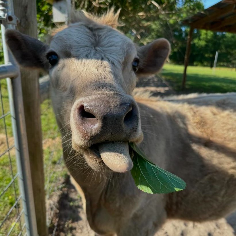📅 23rd April 2024 🐮 Oreo 🏷️ Instagram/peacefield.farm 💕 #animaloftheday