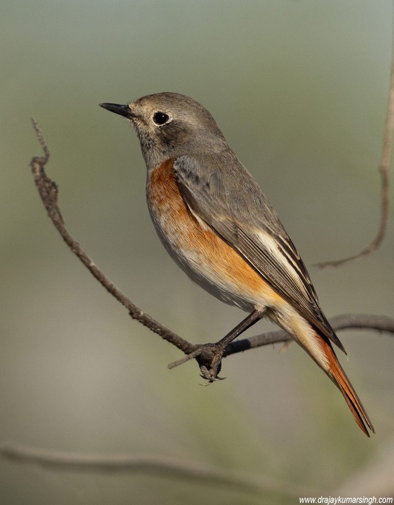 Draksphotos's tweet photo. Redstart, Bahrain. #Redstart #CommonRedstart #Wildlife #Bahrain https://t.co/zmJ6l4RFgJ
