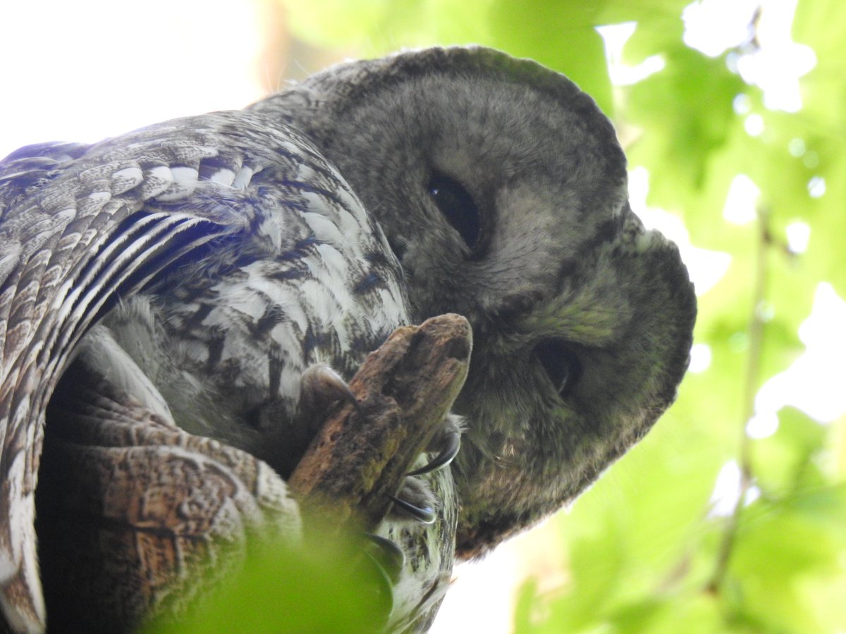 Pygmy, Tawny, and Ural Owls in my latest blog post, plus some bonus Imperial Eagles: kosicepatchbirding.wordpress.com/2024/04/20/17-…