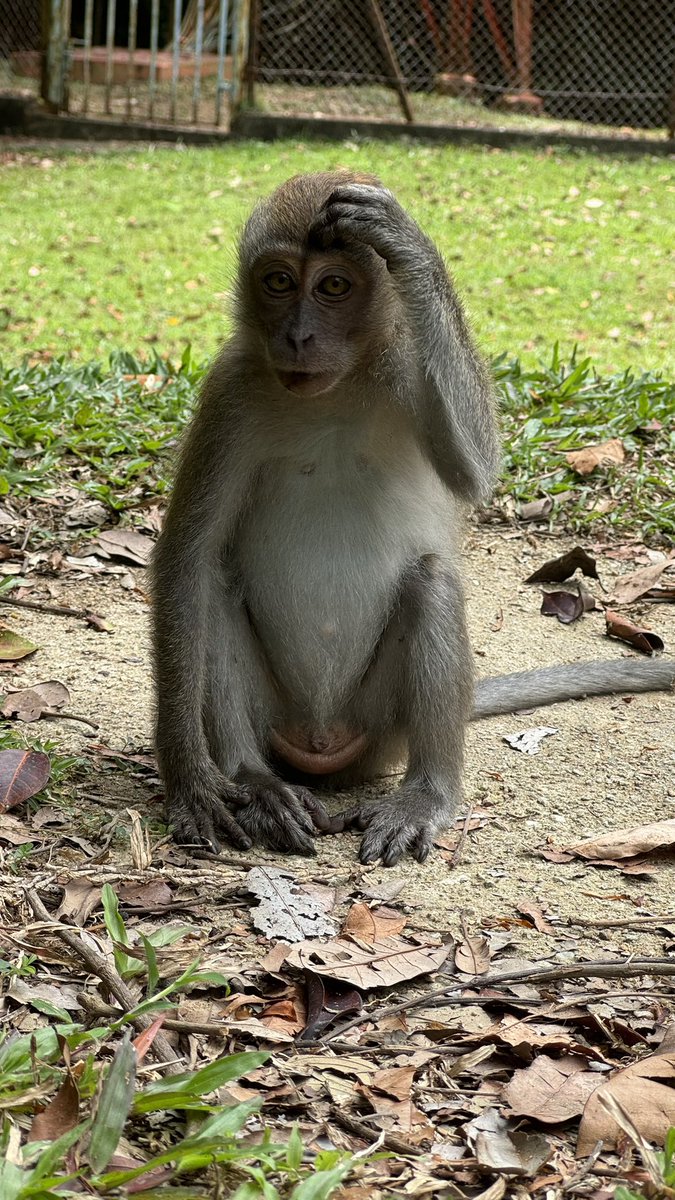 theevilbit's tweet image. Rare footage of me thinking about why did I climbed 1400m elevation… on stairs… in the middle of the jungle in 29C and ~90% humidity. #itwasfun #hiking