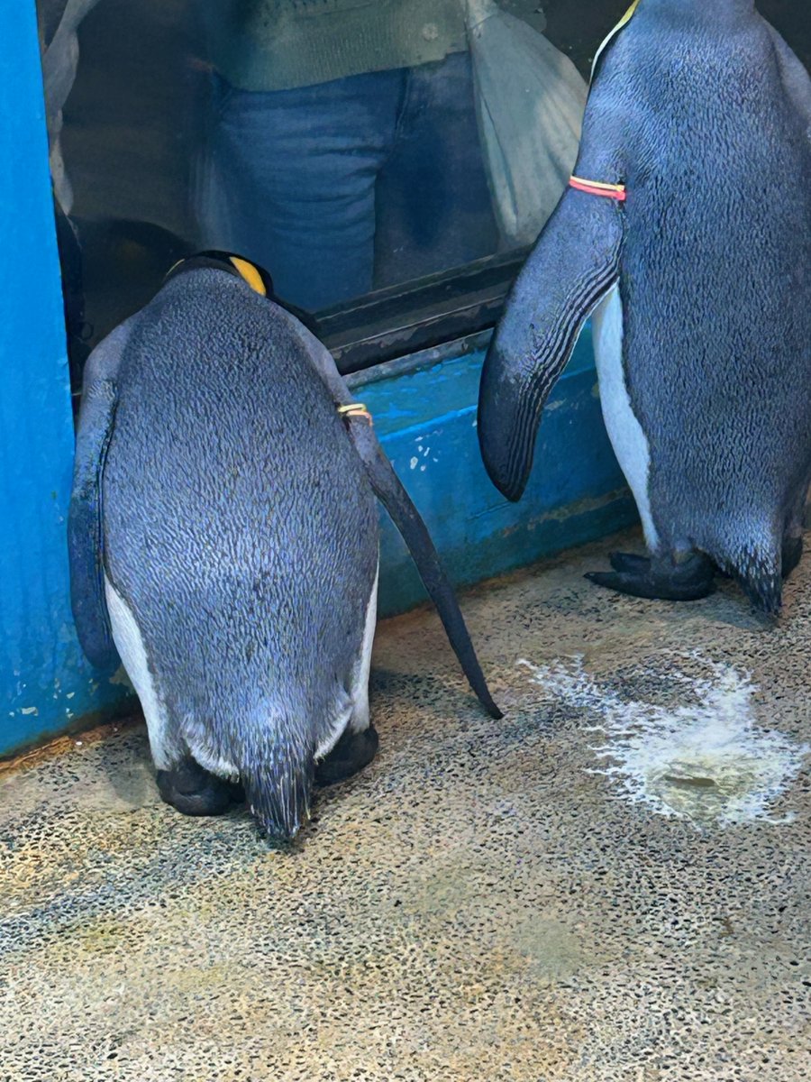 楽な姿勢はペンギンそれぞれ。 #長崎ペンギン水族館　#ペンギン　#penguin #キングペンギン