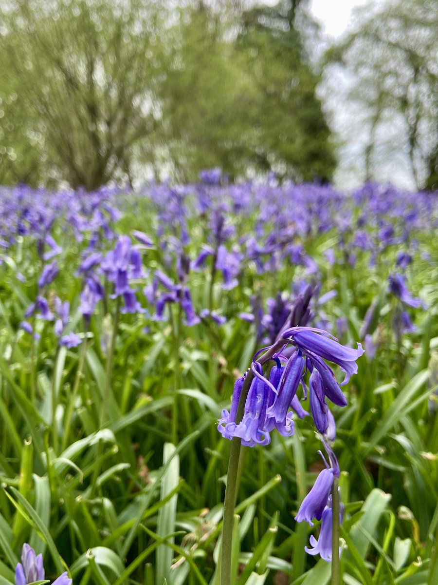 Pensthorpe tweet picture