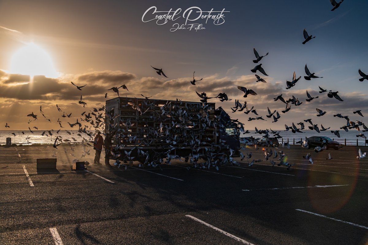Racing Pigeons released just after sunrise in Whitley Bay this morning, quite spectacular to watch. #StormHour #RacingPigeons #Pigeon #ThePhotoHour
