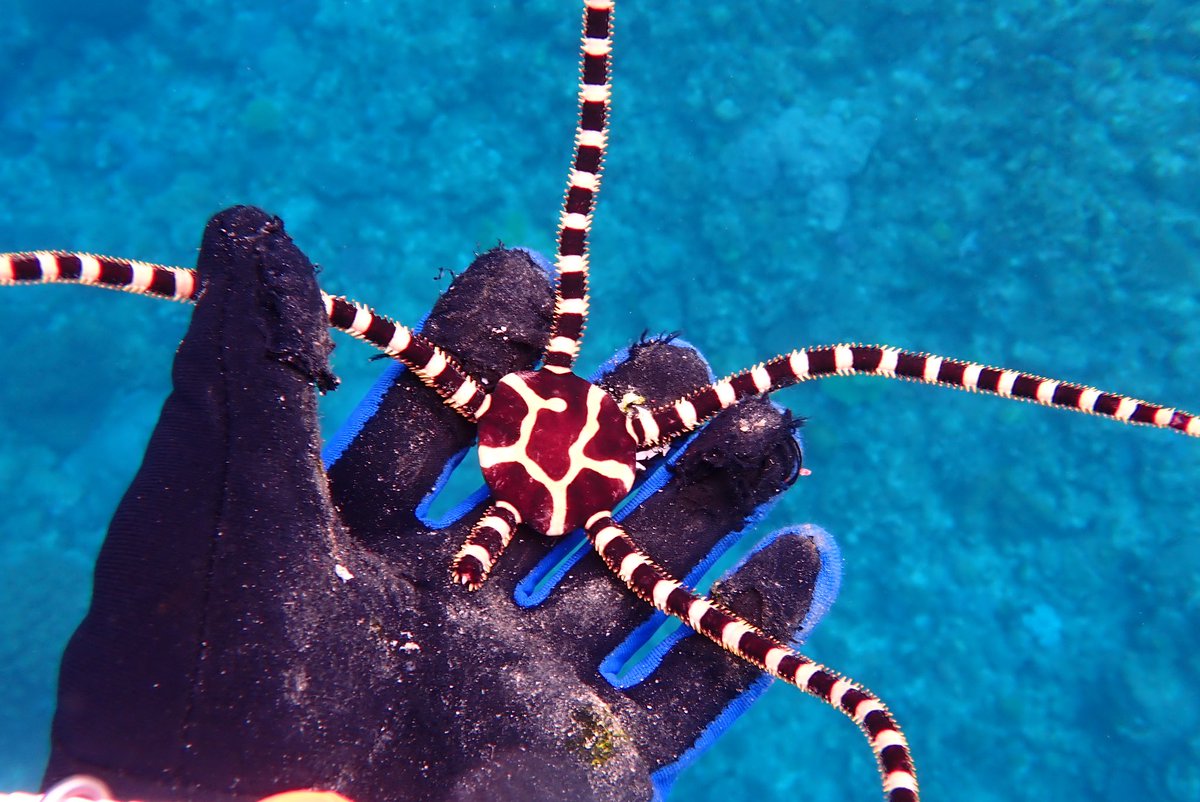 ヒトデコブモドキ tweet media