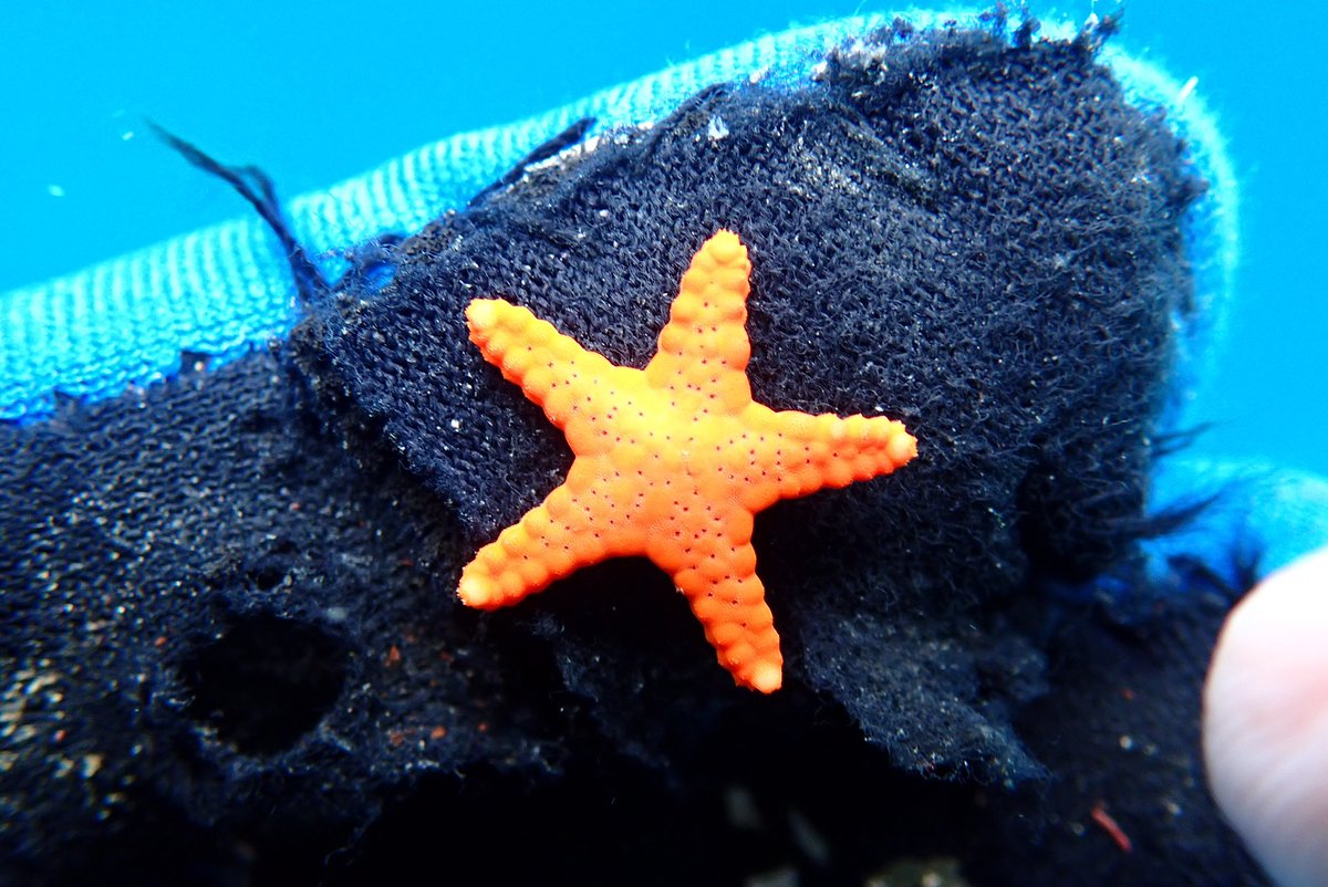 ヒトデコブモドキ tweet media