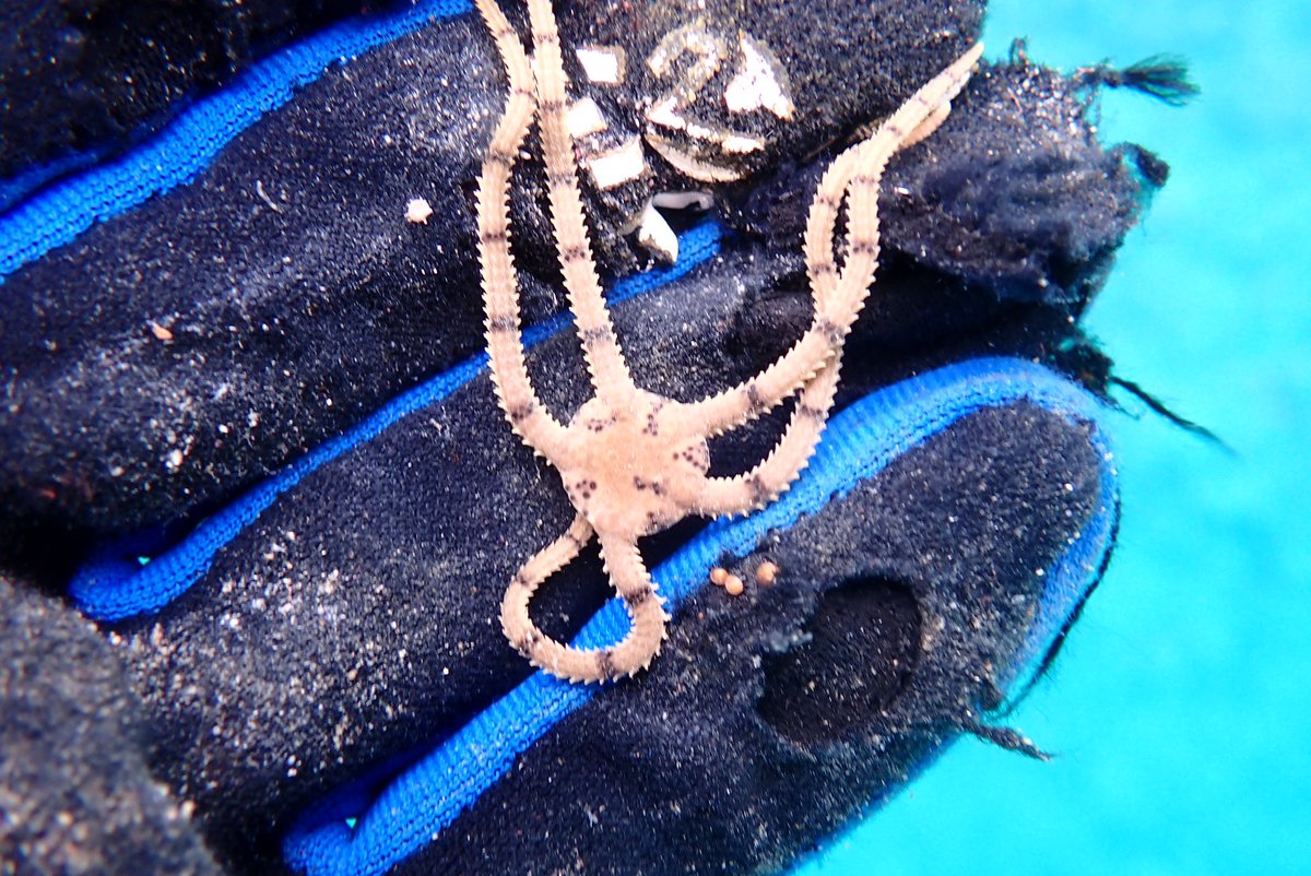 ヒトデコブモドキ tweet media