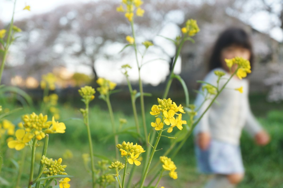 こっち見て!

#額装のない写真展 #春2024
#菜の花 #ファインダー越しの私の世界 #写真好きな人と繋がりたい #キリトリセカ #photography