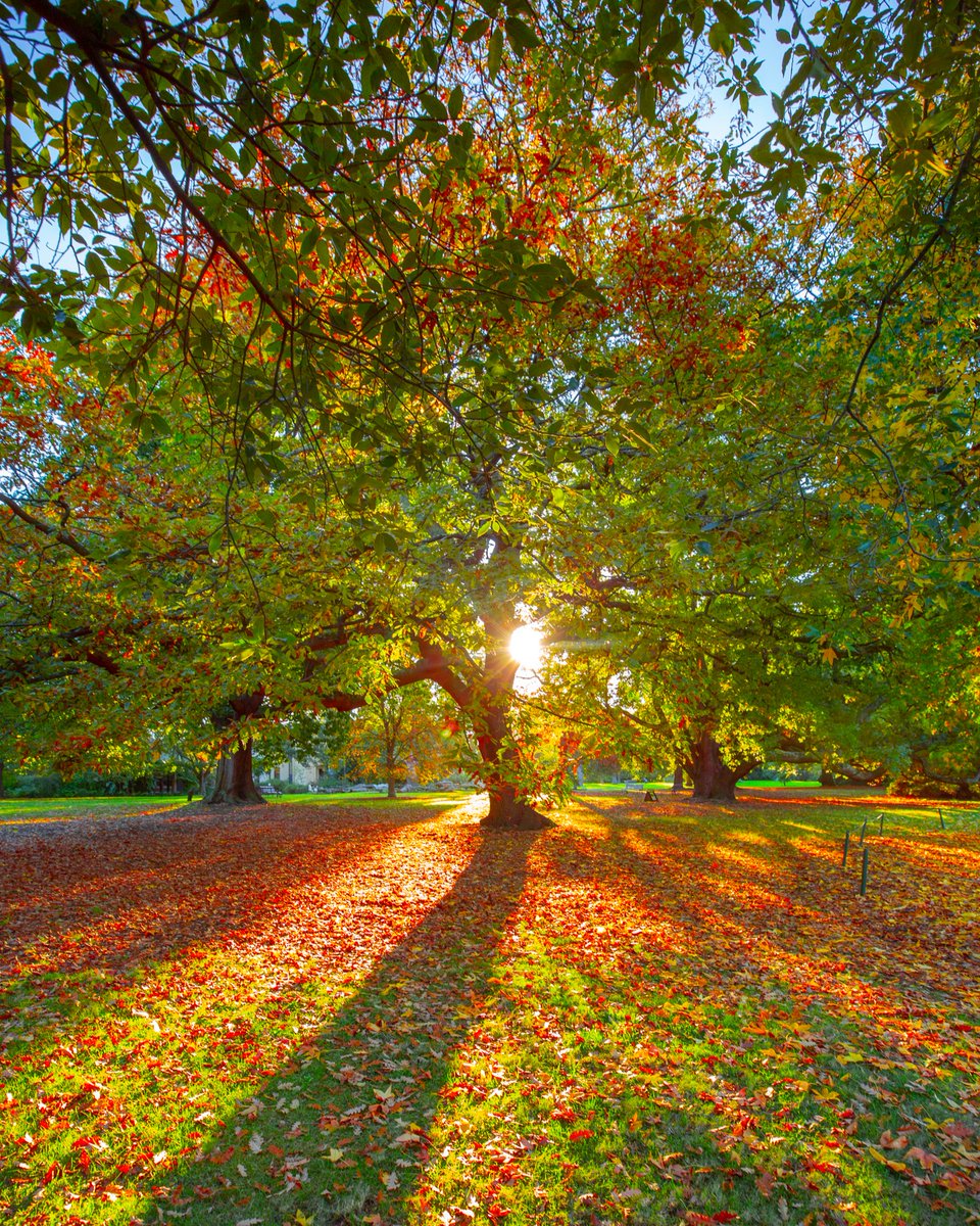 Autumn has arrived in Victoria 🍂🍁 📸 Image 1: via IG/jamesofbright 📸 Image 2: via IG/daniwatsonau 📸 Image 3: via IG/sdebajyoti 📸 Image 4: via IG/walking_perspective [Image Descriptions: The images depict various landscapes with autumn leaves.]