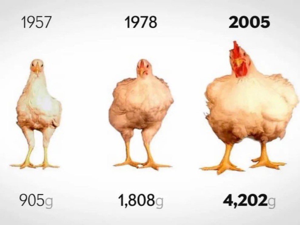 Fill the equation:
IF you are what you eat,
AND chickens have been engineered to become obese,
THEN
you will become …

It's time to embrace natural agriculture once again. #BacktoNature