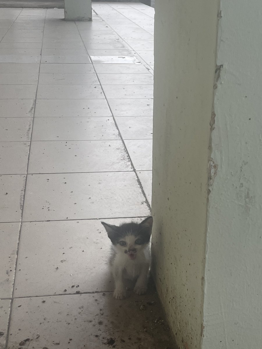 hi boleh tak tolong share ni saya ada terjumpa kitten seekor tadi dia dah nyaris kena gigit dgn anjing ada sesiapa yg nak adopt ke area sekitar gambang atau kuantan tapi saya boleh juga hantar kawasan area selangor/kl sbb saya kerja sana 0145028959 balqis