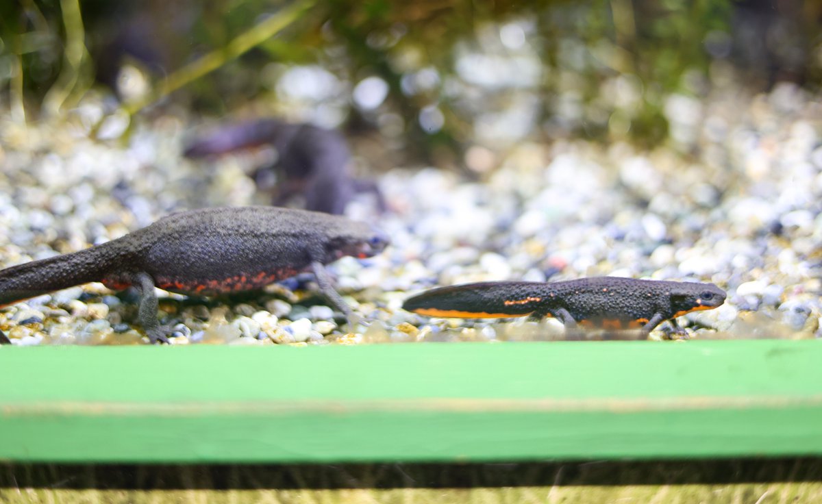 5mmほどの小さ～な魚。実は「ホトケドジョウ」の稚魚なんです。集中して目を凝らさないと見えないくらい小さいですが、なんとなくドジョウらしさを感じますね。 他にも昨年産まれた「アカハライモリ」の展示も始めたので、ぜひ「生物多様性コーナー」を覗いてみてください。 kamogawa-seaworld.jp/animal/protect…