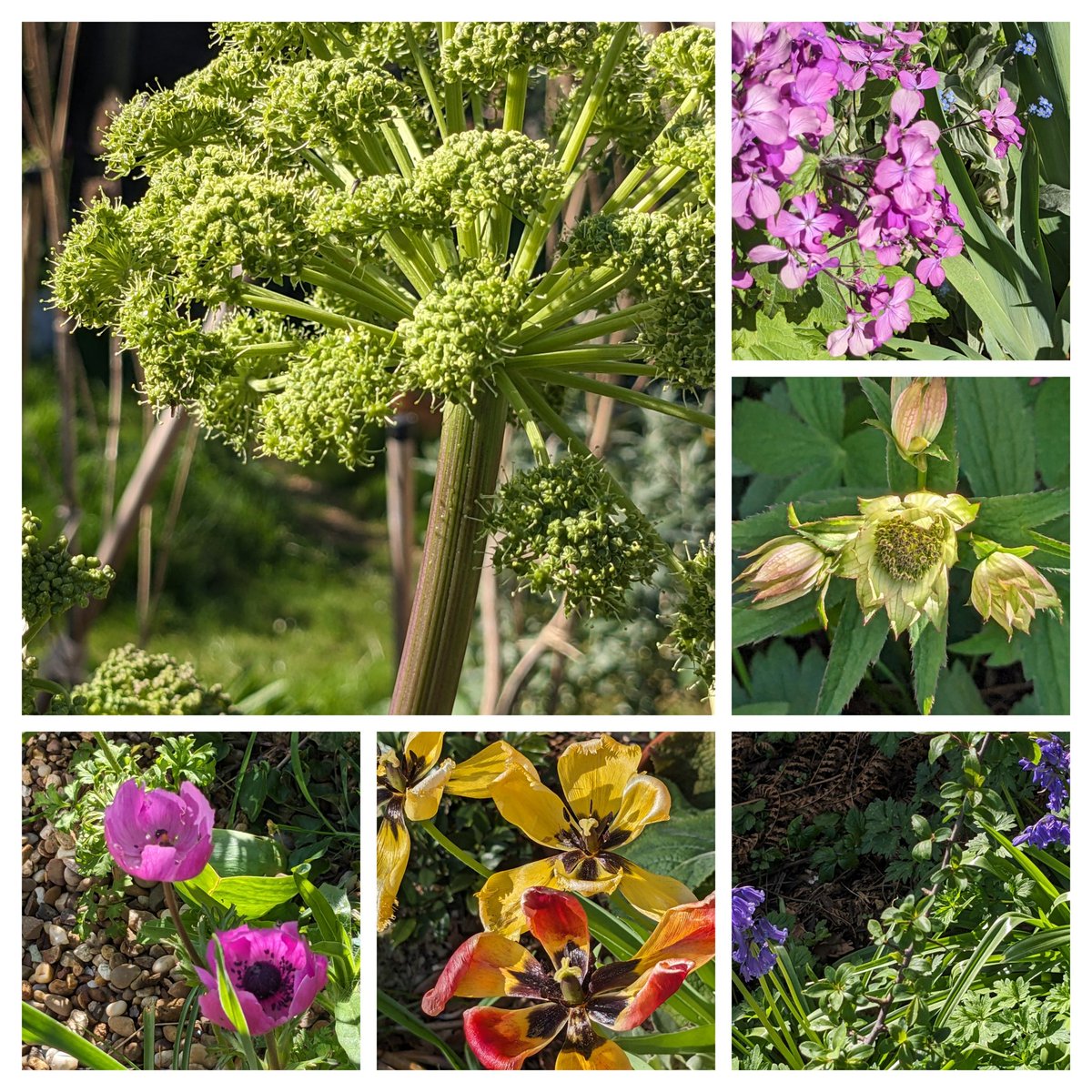 So for #SixOnSaturday, Fennel nearly in flower (hoverflies etc gonna love that ') Erysimum already covered flowers, Astrantia, bluebells on edge of shade, fading tulips & bright anemones. So nice to get some #sun! #insects loving it! @CathHodsman @BBOWT @savebutterflies #bees 🐝