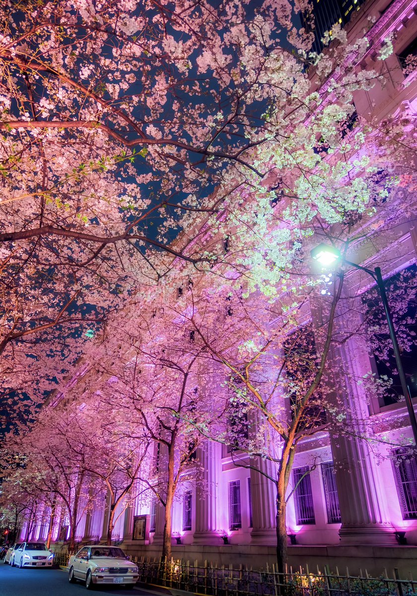 iPhoneで写す東京の夜桜も圧巻だった。