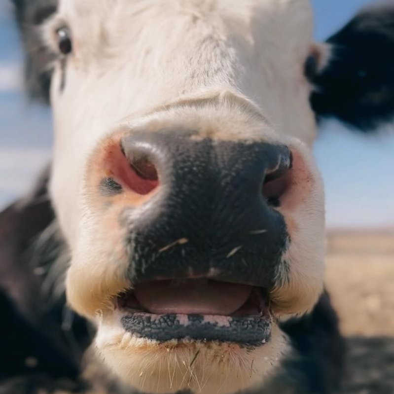 📅 26th April 2024 🐮 Buddy 🏷️ Instagram/iowafarmsanctuary 💕 #animaloftheday