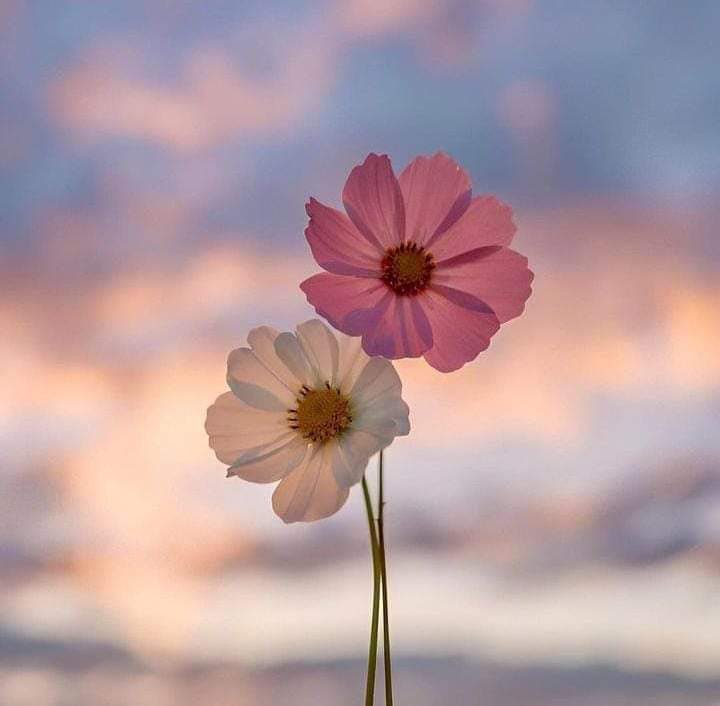 جب انسان میں عاجزی پیدا ہوتی ہے تو وہ ایک چیونٹی کو بھی نقصان پہنچانے سے ڈرتا ہے۔ انسان تو بہت دور کی بات ہے، اس کو بھلائی کرنے کی اتنی عادت ہو جاتی ہے کہ اپنے ساتھ بُرا کرنے والوں کے لیے بھی ہدایت کی دعا مانگتا ہے۔ پھر ایسے انسان کا اللّٰہ کبھی بُرا ہونے نہیں دیتا.