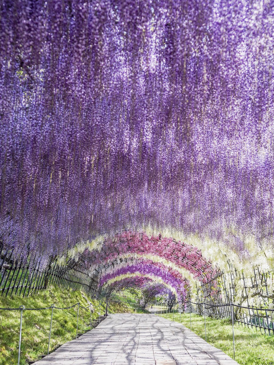 日本で最も美しい場所31選に選ばれた福岡の藤園