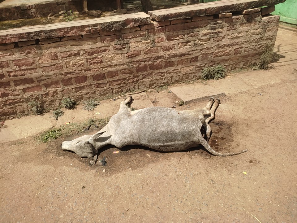 AYVIDARJUN's tweet photo. एक मृतक गाय जो एक दिन पहले कुछ बीमारी के कारण मर गयी जो आज कुत्तो खा कर अंदर से आदा कर दिया है और नगरपालिका की गाड़ी देख कर चली गयी इसलिए मै नगरपालिका बसेरी चेअरमेन जी को अपील करना चाहता हूं की इस मुतक गाय से आबासीय एरिये मे बीमारी ग्रुसित गैसेस फैल रही है तो इसे सफाई कराने कि https://t.co/9nRAEI8r7h