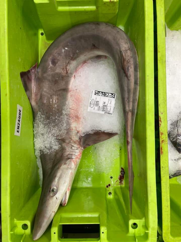 Bryce Stewart tweet media