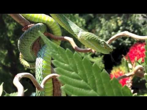 random_snakes's tweet image. #Happy420 to all who celebrate! I'm "celebrating" it very much today, just as I do most days, with snakes, cakes, coffee and weed. So, if you're celebrating too, give me a like and take a puff for me! 🌿🤪🐍🥳 #WeedDay #StonerFam