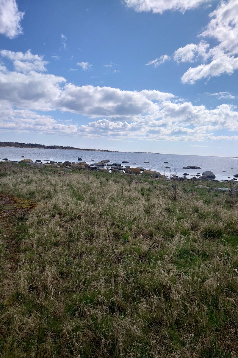 Jakten på strandmadkrosor har börjat. Det är riktigt d-la kallt i vinden, men vackert här på en av de sydliga uddarna på Hasslö Blekinge. Och lyckan är stor 
Massor av det jag söker. Nu ner på marknivå. 
#biologiskmångfald