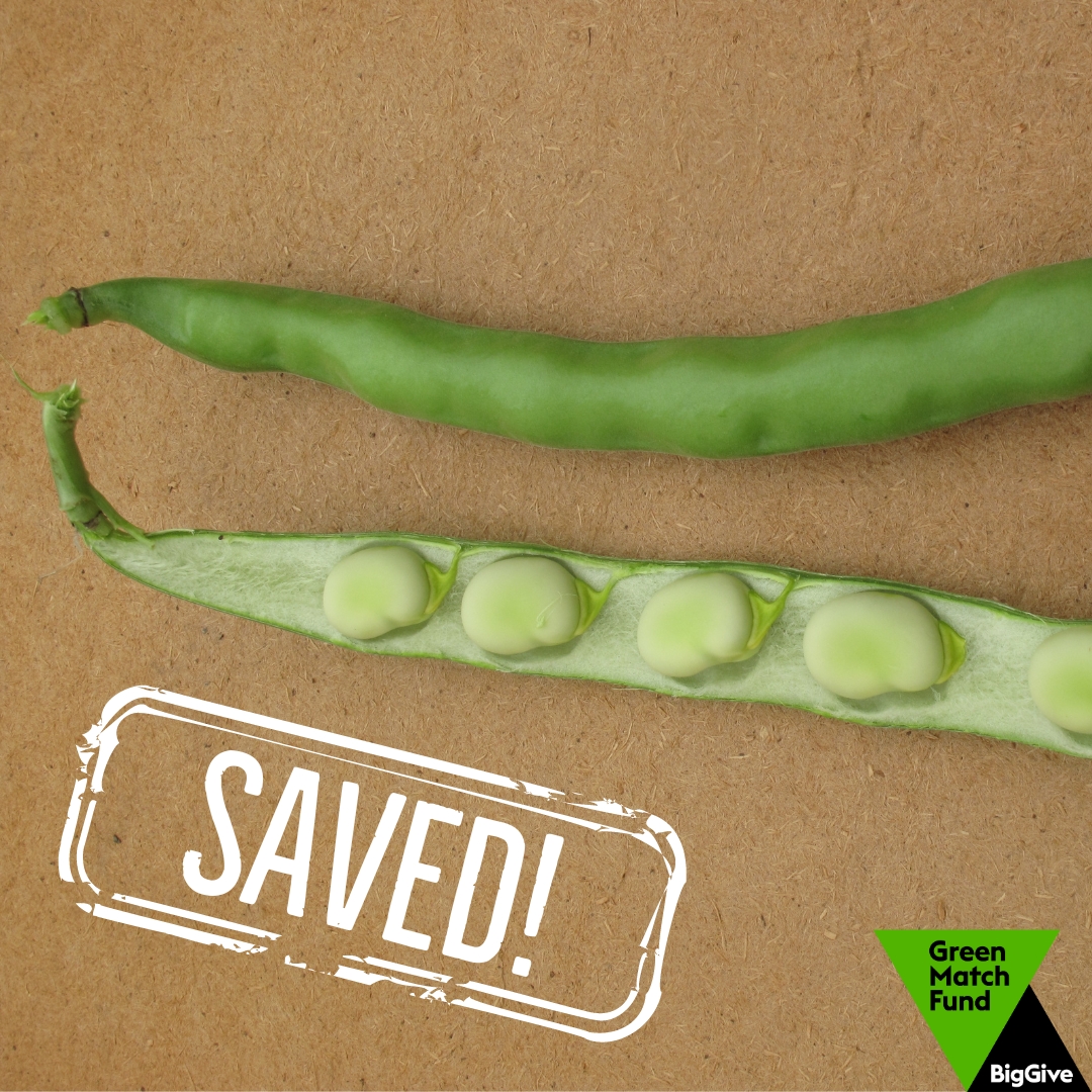 gardenorganicuk's tweet photo. Help our #HeritageSeedLibrary save #heritageveg like this 'Bowland Beauty' #broadbean. Donate to @BigGive #GreenMatchFund via https://t.co/Y51wCFqDjY &amp; raise 20K to protect more rare seeds. Until 25 Apr, Big Give will double your donation! #SeedsforSurvival @vegoutwithadam https://t.co/kJqRlkVNMP