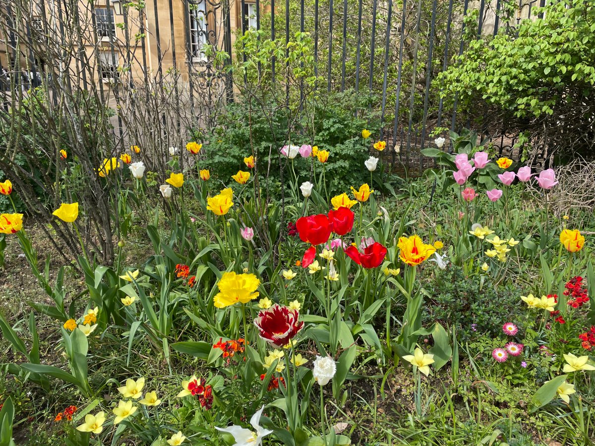 Tulips in New College's Garden Quad flowerbeds! 🌷