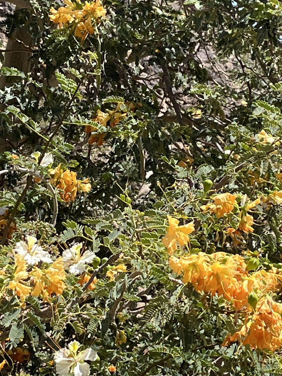 اشجار جميله بدون شوك محليه من جنوب المدينة المنوره محافظة وادي الفرع الاكحل
الرنف تحتاجها حدايق المدينة المنورة ومحافظاتها  تحمل الشوارع والحدائق  ويتم تكاثرها والمحافظه عليها من الانقراض