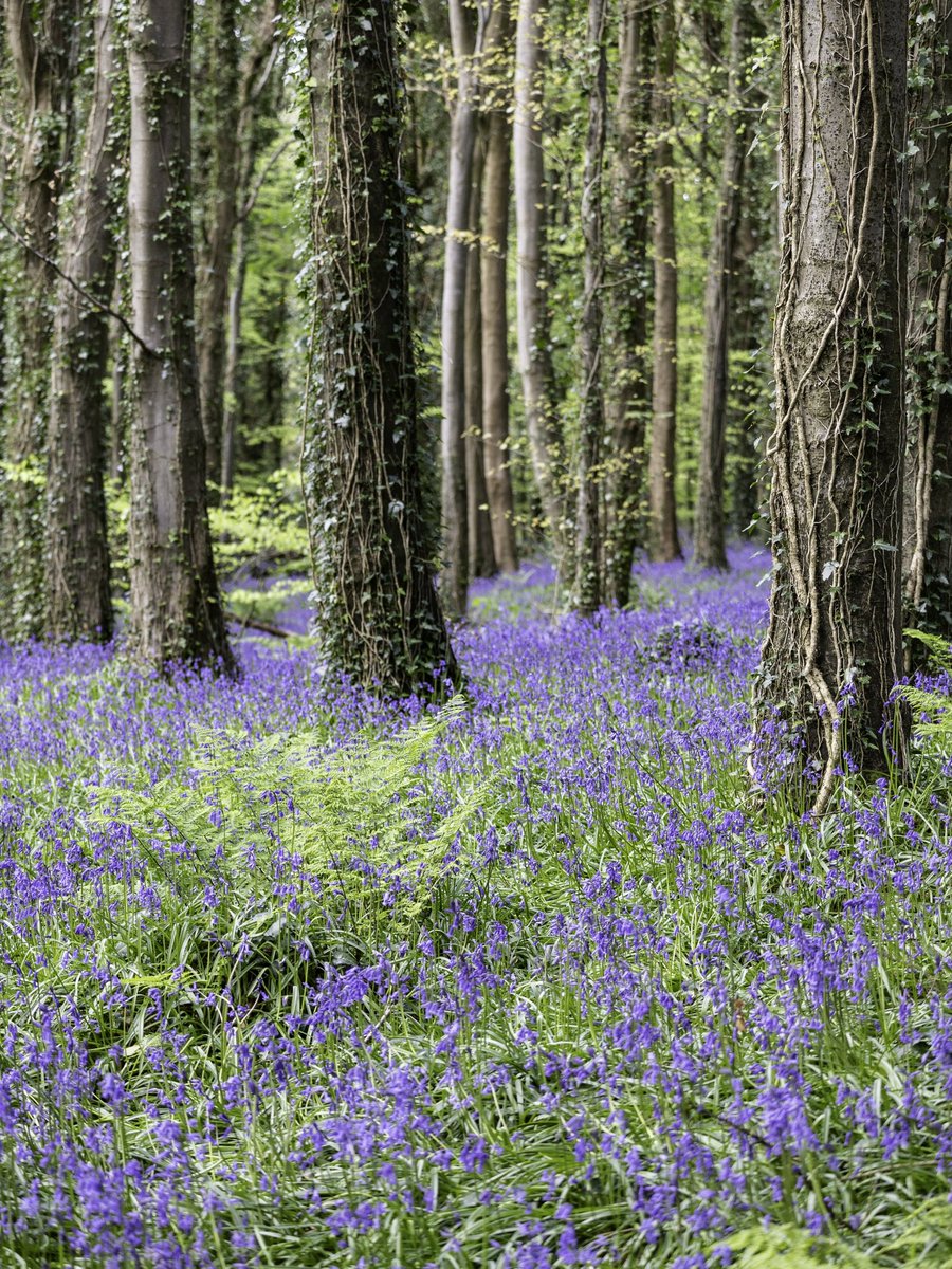 Bluebells are extremely delicate and it is important to stay on marked paths if lucky enough to view them in their glory. Once damaged, #bluebells need around 5 years to recover. So if you go down to the woods today... don't trample on the bluebells! #warrenpoint #coinnlecorra