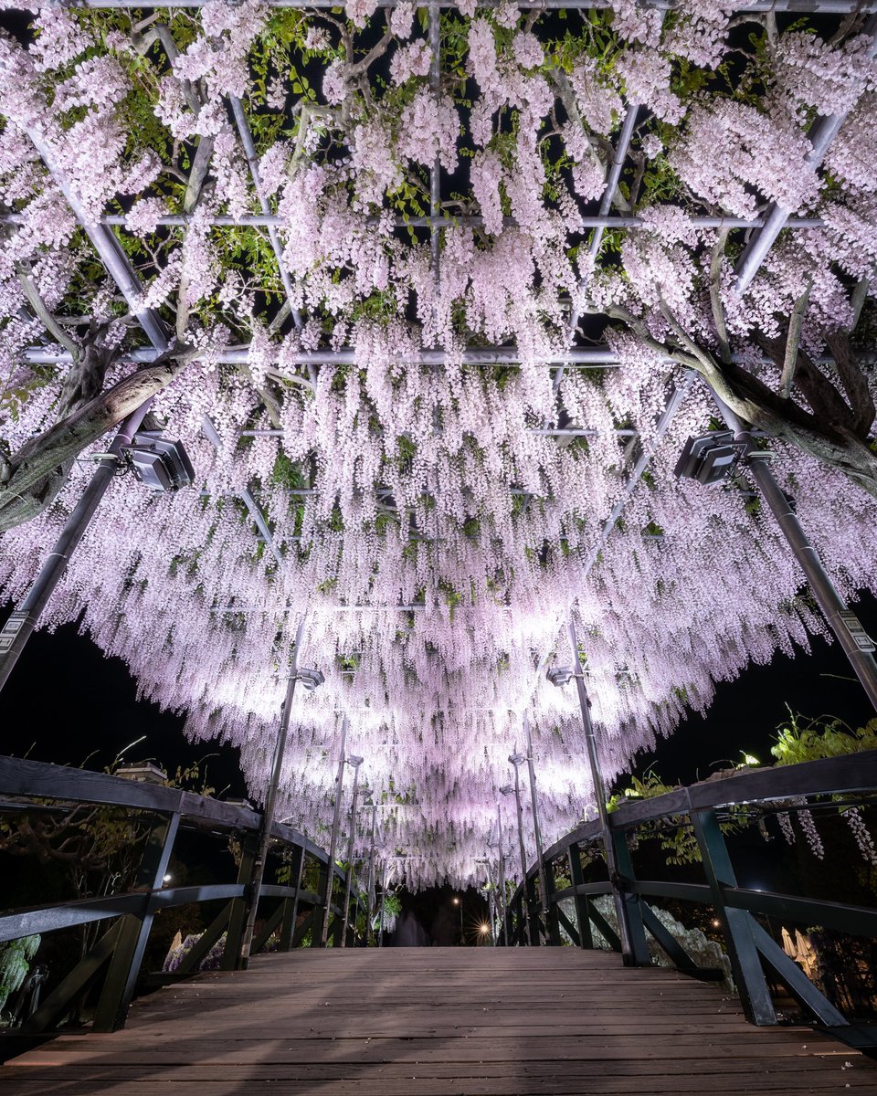 足ふらの藤の花トンネルが美しかった。