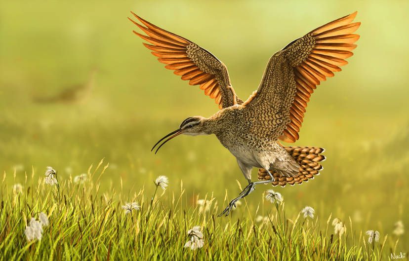 Happy World Curlew Day! Did you know that three Curlew species are on our EDGE Bird list? The Slender-billed Curlew, Eskimo Curlew & Far Eastern Curlew 🐦 Featured today is the Eskimo Curlew, which has not been sighted since the 1980s! 📷© Nachiii