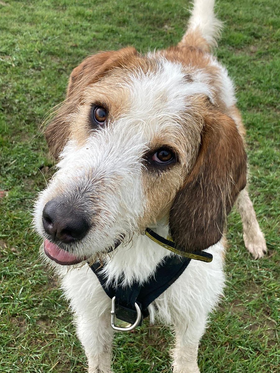 Hey, what are your weekend plans? 🤔 Mylo wants to know! 🐶💛 #RescueDog #Foxhound #AdoptDontShop #AdoptADog #Leeds #RescueDogOfTheDay #WeekendPlans @DogsTrust