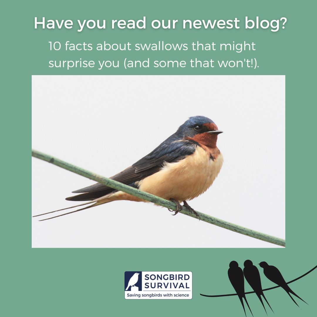 🐦 Dive into the World of Swallows! 🌿 Did you know these aerial acrobats travel thousands of miles for migration? Discover more in our latest blog: songbirdsos.org/blog #Swallows #MigrationMarvels